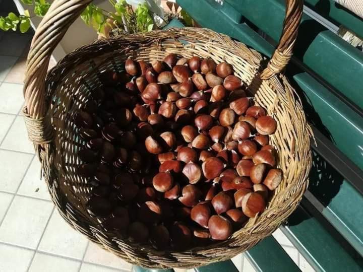 Casa Vacanza Zia Ersilia Rotondi Dış mekan fotoğraf